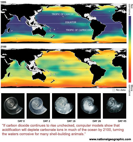 From "The Acid Threat" in November 2007 National Geographic Magazine. Shell photos show rapid dissolving of pteropod snail shell in acidic waters equal to expected 2100 levels